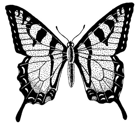 Butterfly Black And White Drawing | Free download on ClipArtMag