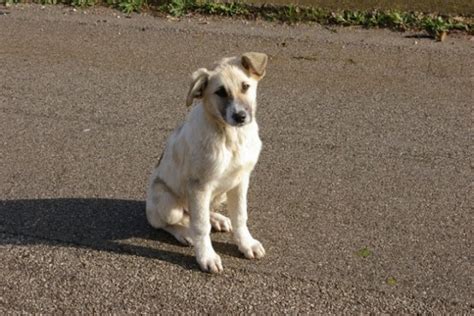 Comune Cosa Fare Se Si Trova Un Cane Abbandonato