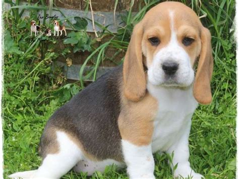 À céder 8 chiots Beagle tricolores ou citron LOF nés en mai 2021