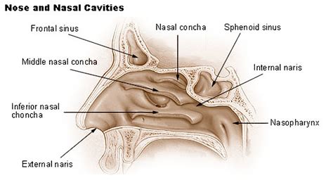 Nasal Cavity Diagram