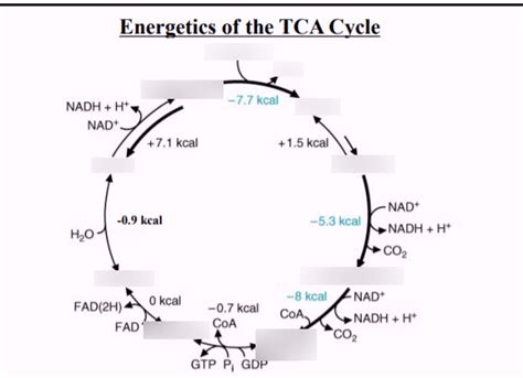 TCA Cycle Diagram Quizlet