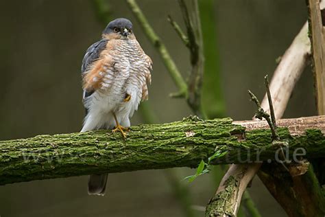 Sperber Accipiter nisus aus Vögel p48628 fokus natur de