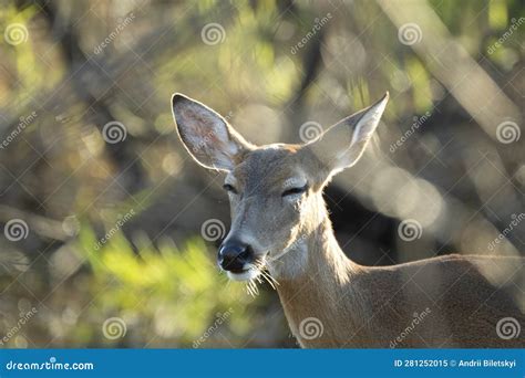 Key Deer in Natural Habitat in Florida State Park Stock Image - Image ...