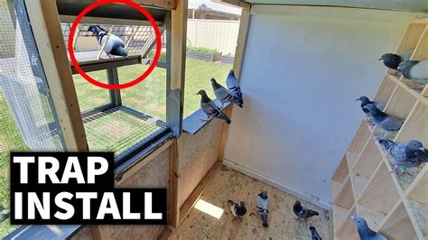 Pigeon Trap Install Youtube