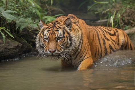 Saving The Tigers Conservation Efforts And Challenges Wild Life Wonders