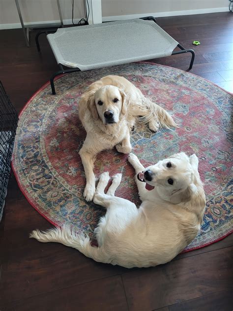 People confuse my 6 month puppy for my 3 yr old dog : r/goldenretrievers