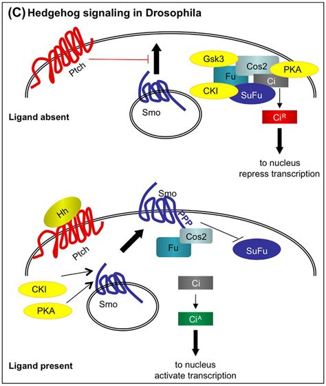 B C Hedgehog Signaling Hedgehog Signaling In Drosophila In The