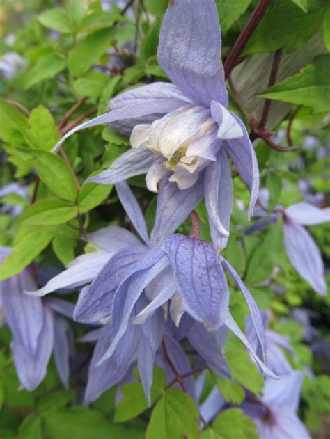 Blue Bird Clematis Jeffries Nurseries