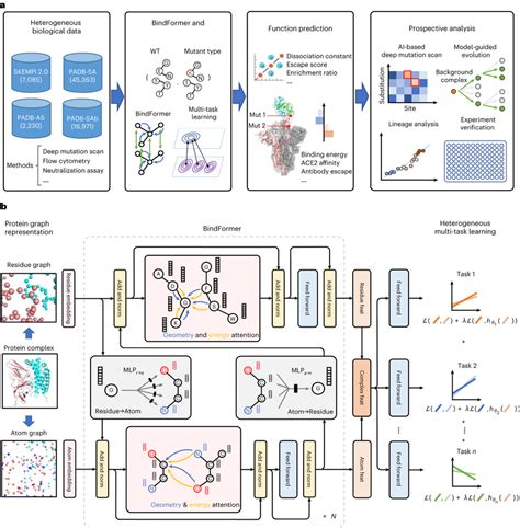 Proteinprotein Binding Affinities And Variant Evolution Prediction