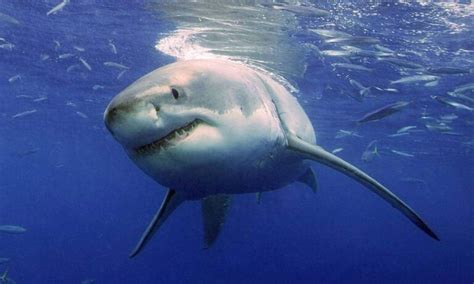 Animais que Vivem no Fundo do Mar Conheça Bichos Estranhos e Gigantes