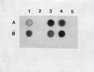 Dot Blot Hybridization Analysis Of A Digoxigenin Dig Labeled Peach