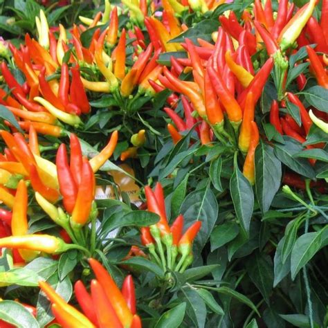 benih cabai rawit cabe rawit dewata  lazada indonesia