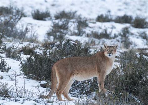 South America’s Extraordinary Wildlife: Part 2 – Patagonia - HubPages