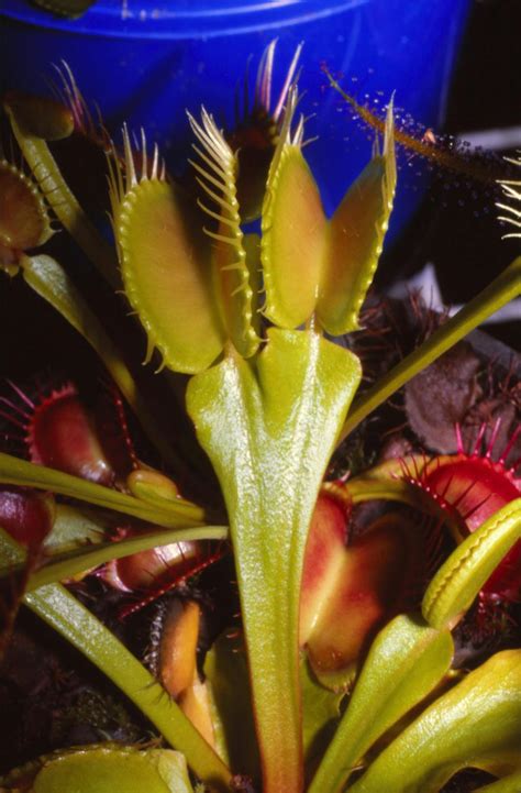 Death traps: how carnivorous plants catch their prey