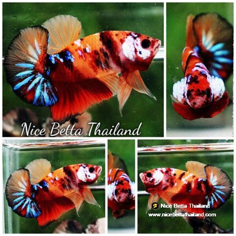 betta fish hmpk original candy nemo nicebettathailandcom