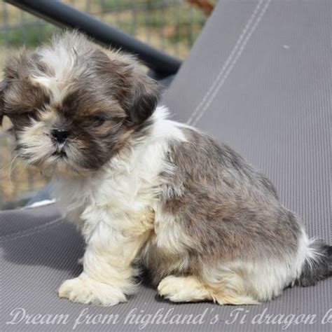 Disponibles Chiots Shih Tzu Lof Uncompagnon Fr