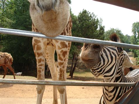 At Wild Animal Safari In Pine Mountain Georgia You Rent A Van And