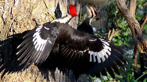 Pileated Woodpecker Dance With Call Sound Youtube