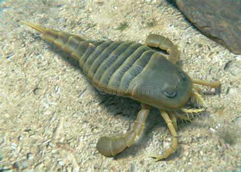 Eurypterus on Silurian Seafloor Stock Illustration - Illustration of ...