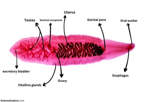 Clonorchis sinensis Infection2025: Symptoms, Diagnosis, and Treatment - ScienceCodons