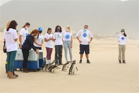 Grupo de pinguins de Magalhães é solto em praia de Florianópolis