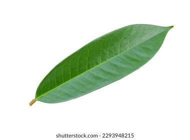 16,697 Leaf Durian Images, Stock Photos, 3D objects, & Vectors ...