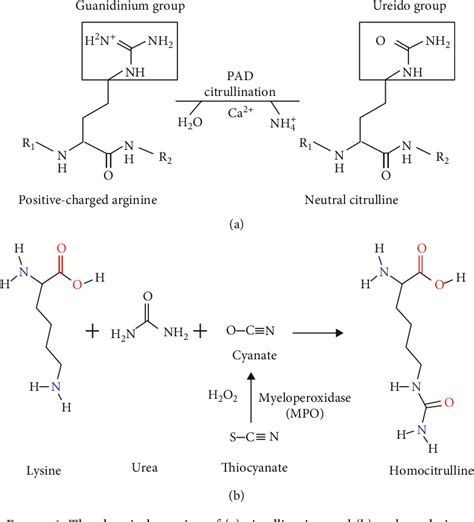 Figure 1 From An Overview Of The Intrinsic Role Of Citrullination In