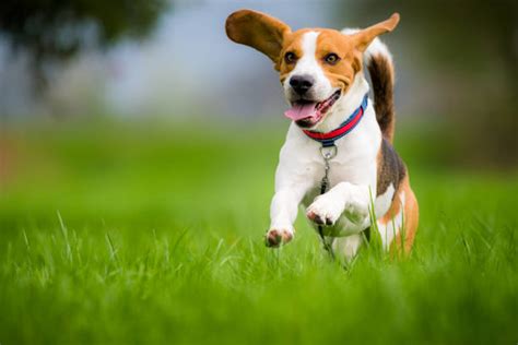 Dog Running Stock Photos Pictures And Royalty Free Images Istock