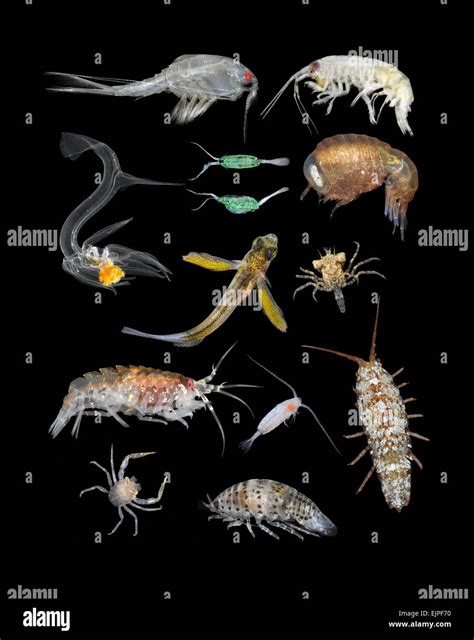 British Marine Plankton Stock Photo: 80400180 - Alamy