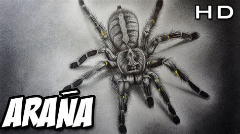 cráneo libro de texto Custodio dibujos de tarantulas a lapiz baño ...