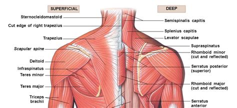 neck shoulder muscles anatomy