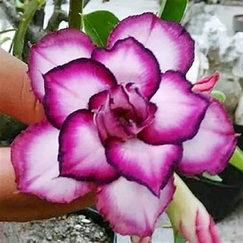 Amazon CHUXAY GARDEN Black Purple White Desert Rose Flower Seed 4