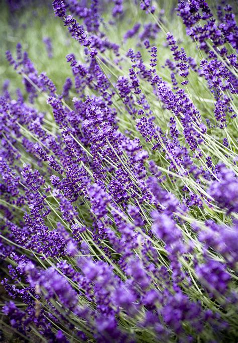 Lavender Photograph By Frank Tschakert