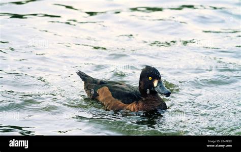 Tufted Duck Aythya Fuligula Female In Nesting Plumage Stock Photo