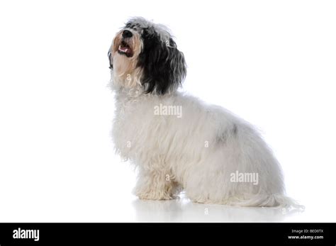 Portrait Of A Havanese Dog Isolated On A White Background Stock Photo