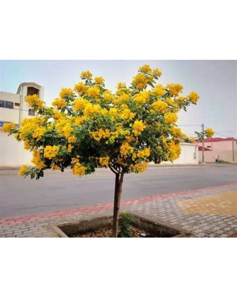 اكاسيا جلوكا 180 - 220 سم