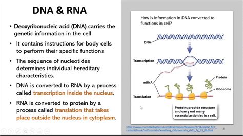 Biochemistry Module 4 Nucleic Acids Youtube