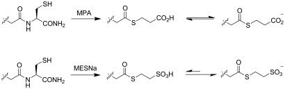 Scheme Head To Tail Cyclization Of Sequence Hcrkffarirggrgcoh Via