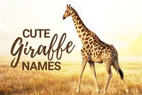 Giraffe Names 259+ TOP & Best and Funny Ideas - PetShoper