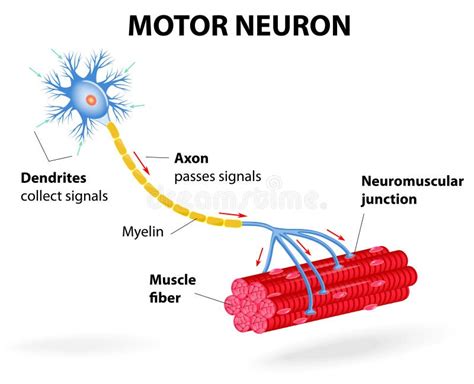 Motor Neuron. Vector Diagram Stock Vector - Illustration of control ...