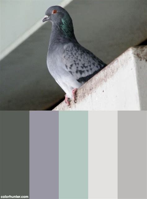 A Comprehensive Guide To Pigeon Paint Color - Paint Colors