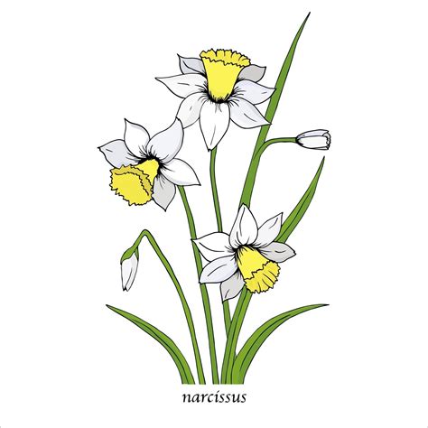 White Narcissus Flower With Green Leaves Spring Flowers Hand Drawn