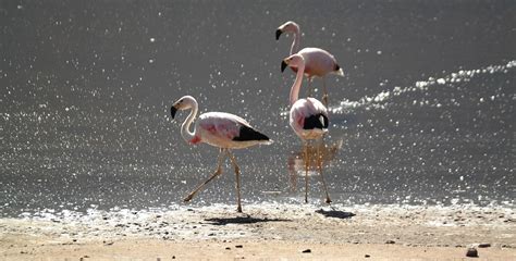 Flamingo Burung Burung Danau Foto Gratis Di Pixabay Pixabay