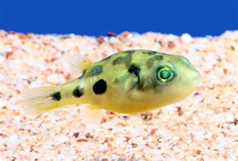 人になつきやすい！！かわいいフグを飼ってみよう！｜熱帯魚、アクアリウム情報マガジン