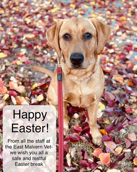 East Malvern Veterinary... - East Malvern Veterinary Clinic