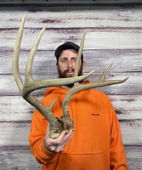 Nice Perfect 4x4 Mule Deer Skull Cap Antler Horn Mount Taxidermy Rack