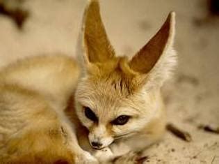 Adaptations - Fennec Fox