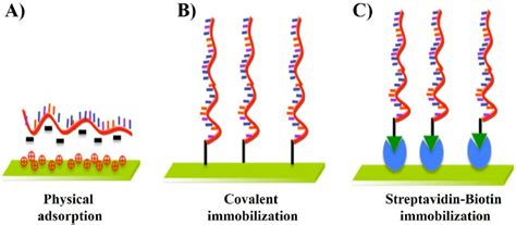 Immobilization Techniques For Fabrication Dna Microarray Download Scientific Diagram