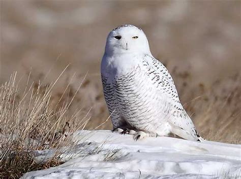 Snowy Owl - White, Arctic Bird of Prey | Animal Pictures and Facts ...