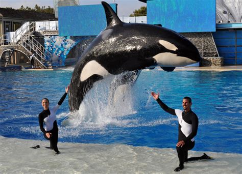 Seaworld Pone Fin A La Cr A De Orcas En Sus Parques Tem Ticos